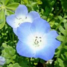 100 Baby Blue Eyes Seeds Flowers Groundcover Drought Tolerant Wildflower Fresh Garden 100 Baby Blue Eyes Seeds Flowers Groundcover Drought Tolerant Wildflower Fresh Garden