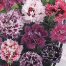 100 Dbl Pink Purple Mix Carnation Seeds Dianthus Flowers Seed Perennial 263 Fresh Garden 100 Dbl Pink Purple Mix Carnation Seeds Dianthus Flowers Seed Perennial 263 Fresh Garden