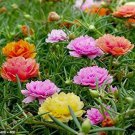 100 Double Mix Moss Rose Seeds Flower Perennial Flowers Seed 149 Fresh Garden 100 Double Mix Moss Rose Seeds Flower Perennial Flowers Seed 149 Fresh Garden