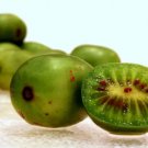 100 Issai Kiwi Seeds Superfruit Cold Hardy Best Kiwi Fruit Trees Self Fruiting Fresh Garden 100 Issai Kiwi Seeds Superfruit Cold Hardy Best Kiwi Fruit Trees Self Fruiting Fresh Garden