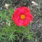 100 Red California Poppy Eschscholzia Californica Seeds Flat Ship 25 Free Fresh Garden