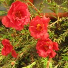 100 Red Portulaca Grandiflora Moss Rose Flower Seeds Fresh Garden