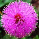100 Seeds Sensitive Plant Sleepy Mimosa Shameplant Touchmenot Dwarf Flower Fresh Garden 100 Seeds Sensitive Plant Sleepy Mimosa Shameplant Touchmenot Dwarf Flower Fresh Garden