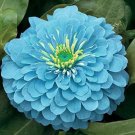 100 Seeds Zinnia Flowers Light Blue Color Garden Plants Grown Fresh Garden 100 Seeds Zinnia Flowers Light Blue Color Garden Plants Grown Fresh Garden