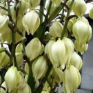 100 Yucca Glauca Soapweed White Pink Flower Ornamental Seeds Fresh Garden 100 Yucca Glauca Soapweed White Pink Flower Ornamental Seeds Fresh Garden