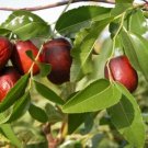 20 Asian Date Jujube Ziziphus Spinosa Common Chinese Ao Fruit Tree Seeds Fresh Garden 20 Asian Date Jujube Ziziphus Spinosa Common Chinese Ao Fruit Tree Seeds Fresh Garden
