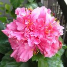 20 Double Bright Pink Hibiscus Seeds Flowers Flower Seed Perennial Bloom 475 Fresh Garden