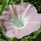 20 Light Pink Morning Glory Seeds Annual Flowers Climbing Vine 345 Fresh Garden