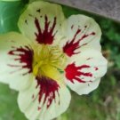 20 Nasturtium Flower Seeds Orchid Cream Out Of Stock Pre Order For Dec Fresh Garden 20 Nasturtium Flower Seeds Orchid Cream Out Of Stock Pre Order For Dec Fresh Garden