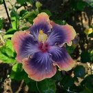 20 Purple Blue Pink Hibiscus Seeds Flowers Flower Seed Perennial Bloom 170 Fresh Garden 20 Purple Blue Pink Hibiscus Seeds Flowers Flower Seed Perennial Bloom 170 Fresh Garden