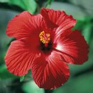 20 Purple Orange Pink Hibiscus Seeds Flowers Perennial Fresh Garden 20 Purple Orange Pink Hibiscus Seeds Flowers Perennial Fresh Garden