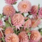 20 Salmon Peach Gomphrena Seeds Globe Amaranth Sale On New Fall Colors Fresh Garden 20 Salmon Peach Gomphrena Seeds Globe Amaranth Sale On New Fall Colors Fresh Garden