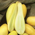 20 Straightneck Summer Premium Squash Seeds B 64 Fresh Garden