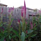 200 Celosia Argentea Lagos Spinach Shoko Yokoto Flamingo Feathers Seeds Edible Fresh Garden