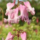 25 Amore Pink Bleeding Heart Seeds Dicentra Spectabilis Shade Flower Garden 682 Fresh Garden 25 Amore Pink Bleeding Heart Seeds Dicentra Spectabilis Shade Flower Garden 682 Fresh Garden