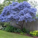 25 Cree Mountain Lilac Seeds Tree Flowers Perennial Flower 358 Fresh Garden 25 Cree Mountain Lilac Seeds Tree Flowers Perennial Flower 358 Fresh Garden