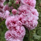 25 Double Pink Hollyhock Seeds Perennial Flower Seed Flowers 854 Fresh Garden