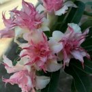 25 Double White Pink Clematis Seeds Bloom Climbing Perennial Plumeria Seed 80 Fresh Garden