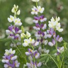 25 Lilac Javelin Lupine Seeds Flower Perennial Hardy Flowers Seed 1002 Fresh Garden 25 Lilac Javelin Lupine Seeds Flower Perennial Hardy Flowers Seed 1002 Fresh Garden