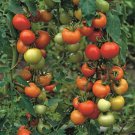 25 Moneymaker Tomato Seeds Frees Ship Fresh Garden 25 Moneymaker Tomato Seeds Frees Ship Fresh Garden