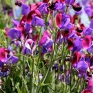 25 Old Spice Sweet Pea Seeds Flowers Seed Flower Annual Bee Butterfly 334 Fresh Garden 25 Old Spice Sweet Pea Seeds Flowers Seed Flower Annual Bee Butterfly 334 Fresh Garden