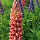 25 Pink Peach Lupine Seeds Flower Perennial Flowers Hardy Seed 1015 Fresh Garden