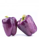 25 Premium Sweet Purple Beauty Pepper Seeds B 10 Fresh Garden