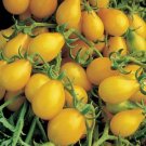 25 Premium Yellow Pear Tomato Seeds B 73 Fresh Garden 25 Premium Yellow Pear Tomato Seeds B 73 Fresh Garden