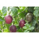 25 Purple Passion Fruit Seeds Vine Passion Flower Seeds Organic Fresh Garden