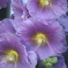 25 Purple Yellow Hollyhock Seeds Perennial Giant Flower Garden Seed Flowers 33 Fresh Garden 25 Purple Yellow Hollyhock Seeds Perennial Giant Flower Garden Seed Flowers 33 Fresh Garden