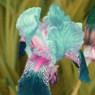 25 Seeds Blue Pink Orchids Flowers Garden Plant Fresh Garden 25 Seeds Blue Pink Orchids Flowers Garden Plant Fresh Garden
