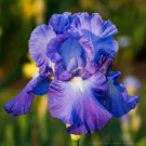 25 Seeds Iris Flower Blue Purple Garden Plants Fresh Garden 25 Seeds Iris Flower Blue Purple Garden Plants Fresh Garden
