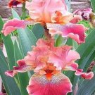 25 Seeds Iris Flower Pink Garden Plants Fresh Garden 25 Seeds Iris Flower Pink Garden Plants Fresh Garden
