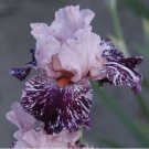 25 Seeds Iris Flower Purple Garden Plants Fresh Garden 25 Seeds Iris Flower Purple Garden Plants Fresh Garden