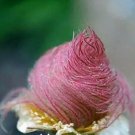 25 Seeds Prairie Smoke Flower Bonsai Plant Fresh Garden 25 Seeds Prairie Smoke Flower Bonsai Plant Fresh Garden