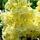 25 Yellow Lilac Seeds Tree Fragrant Flowers Perennial Flower Seed Fresh Garden