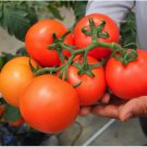 30 Large Red Cherry Tomato Seed Fresh Garden 30 Large Red Cherry Tomato Seed Fresh Garden