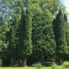 30 Northern White Cedar Tree Seeds Arborvitae Thuja Occidentalis Very Fragrant Fresh Garden