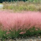 30 Pink Muhly Grass Seeds Muhlenbergia Capillaris Fresh Garden 30 Pink Muhly Grass Seeds Muhlenbergia Capillaris Fresh Garden