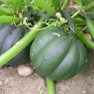 30 Squash Seeds Winter Table King Bush Acorn Organic Vegetable Garden Fresh Garden 30 Squash Seeds Winter Table King Bush Acorn Organic Vegetable Garden Fresh Garden