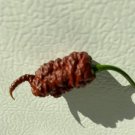 30 Super Hot Chocolate Ghost Pepper Seeds Ghost Bhutlah Authentic Super Hot Fresh Garden 30 Super Hot Chocolate Ghost Pepper Seeds Ghost Bhutlah Authentic Super Hot Fresh Garden