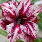 4 White Purple Desert Rose Seeds Adenium Obesum Flower Perennial Exotic Seed 47 Fresh Garden 4 White Purple Desert Rose Seeds Adenium Obesum Flower Perennial Exotic Seed 47 Fresh Garden