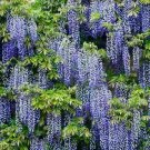 5 Amethyst Wisteria Seeds Vine Climbing Flower Perennial Seed 588 Fresh Garden 5 Amethyst Wisteria Seeds Vine Climbing Flower Perennial Seed 588 Fresh Garden