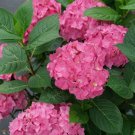 5 Ariba Hydrangea Seeds Perennial Garden Shrub Flowers Flower Bush Seed 1405 Fresh Garden 5 Ariba Hydrangea Seeds Perennial Garden Shrub Flowers Flower Bush Seed 1405 Fresh Garden