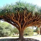 5 Australian Blood Lime Tree Red Fruit Seed Fresh Garden 5 Australian Blood Lime Tree Red Fruit Seed Fresh Garden