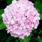 5 Baby Pink Hydrangea Seeds Perennial Garden Shrub Flowers Flower Seed 1410 Fresh Garden