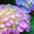5 Berlin Hydrangea Seeds Perennial Garden Shrub Flowers Flower Seed 1411 Fresh Garden 5 Berlin Hydrangea Seeds Perennial Garden Shrub Flowers Flower Seed 1411 Fresh Garden