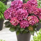 5 Black Diamond Hydrangea Seeds Perennial Garden Shrub Flowers Flower Seed 1413 Fresh Garden 5 Black Diamond Hydrangea Seeds Perennial Garden Shrub Flowers Flower Seed 1413 Fresh Garden