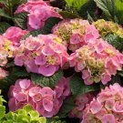 5 Bloom Struck Hydrangea Seeds Perennial Garden Shrub Flowers Flower Seed 1414 Fresh Garden