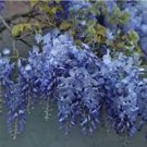 5 Blue Wisteria Seeds Vine Climbing Flower Perennial Seed 989 Fresh Garden 5 Blue Wisteria Seeds Vine Climbing Flower Perennial Seed 989 Fresh Garden